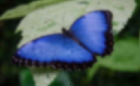 国产采精小蝴蝶,探寻自然之美与科技创新的完美融合  第2张 国产采精小蝴蝶,探寻自然之美与科技创新的完美融合  第2张