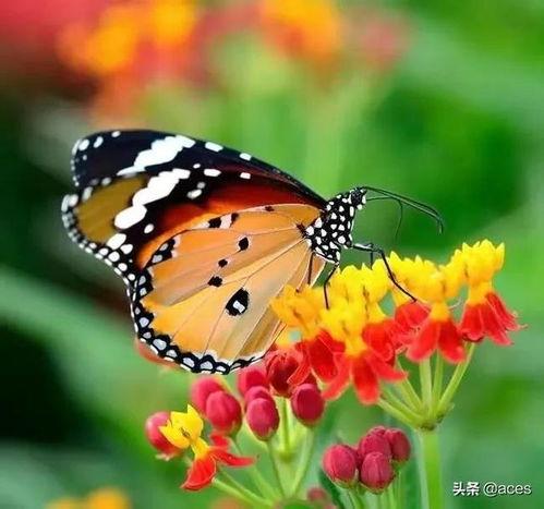 国产采精小蝴蝶,探寻自然之美与科技创新的完美融合  第3张 国产采精小蝴蝶,探寻自然之美与科技创新的完美融合  第3张